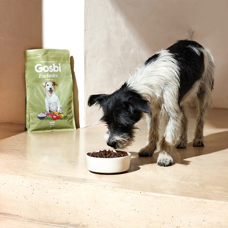 Exclusive Dog Adult Mini Lamb